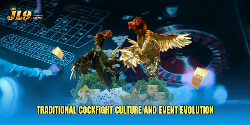 Traditional cockfight culture and event evolution